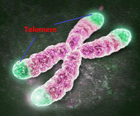 Telomere hình thái nhiễm sắc thể