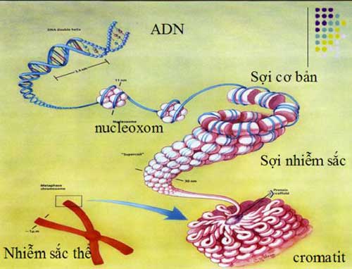 cấu trúc siêu hiển vi của nhiễm sắc thể