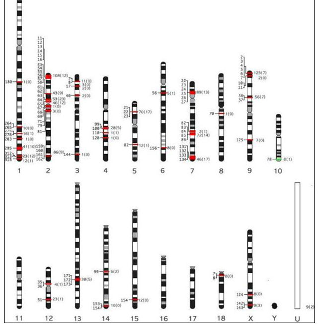 Chromosomal distribution of pig OR genes