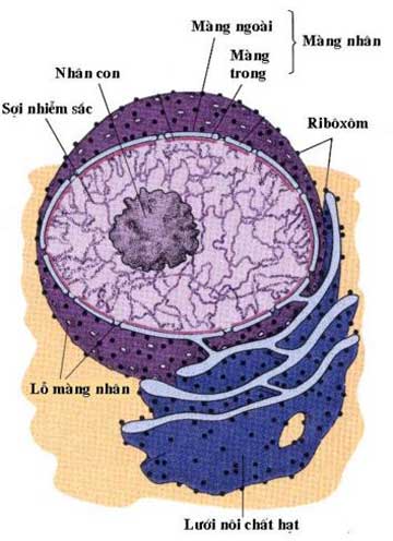 cấu tạo của nhân tế bào