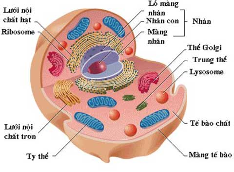 cấu tạo của tế bào, màng tế bào, chất tế bào và nhân