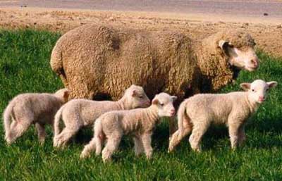 di truyền tính trạng chất lượng ở cừu