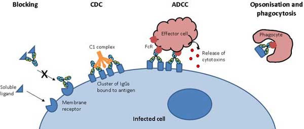 gây độc tế bào bởi ADCC