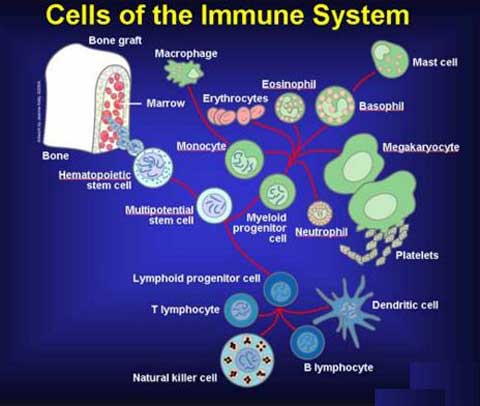 hệ thống miễn dịch tế bào