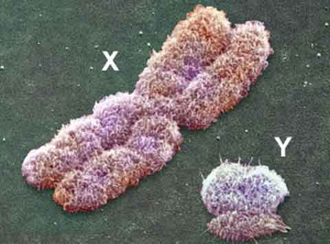kích thước nhiễm sắc thể X và Y