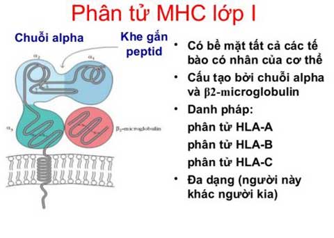 Phân tử MHC lớp 1