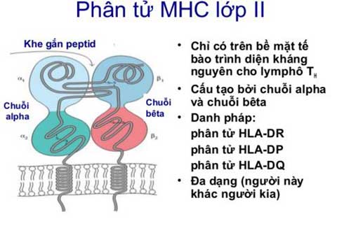 cấu trúc phân tử lớp II MHC
