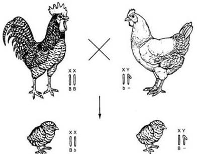 tham số di truyền tính trạng số lượng ở gà