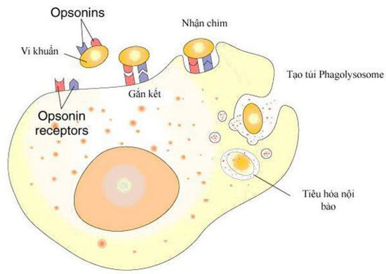 vai trò opsonins hóa - di truyền học miễn dịch
