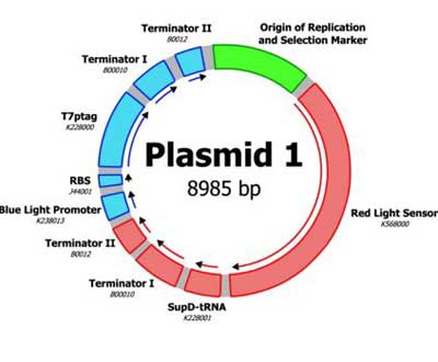 plasmid - vector biểu hiện
