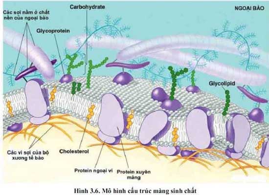 cấu tạo tế bào, cấu trúc của màng sinh chất