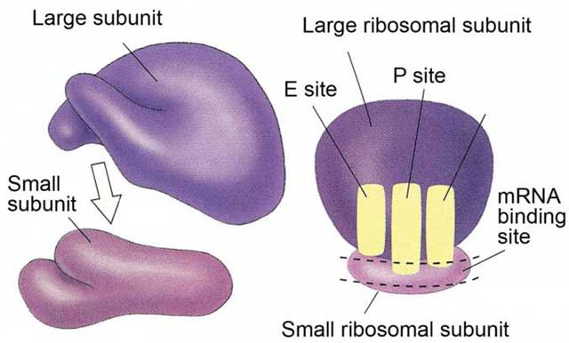 Hình 1. Các thành phần chức năng của ribosome.