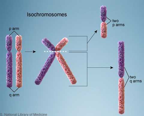 cơ chế đột biến cấu trúc nhiễm sắc thể, nhiễm sắc thể đơn cánh Isochromosomes