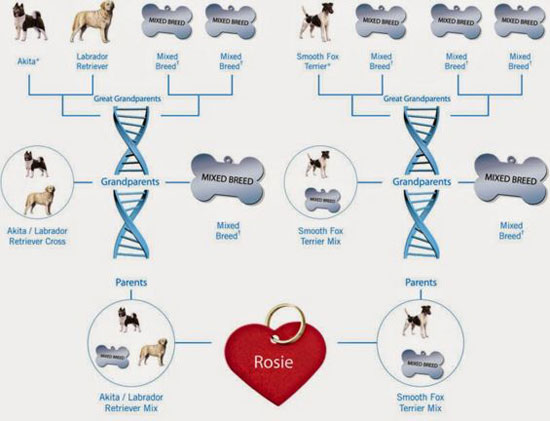 di truyền học và tạo giống vật nuôi kháng bệnh