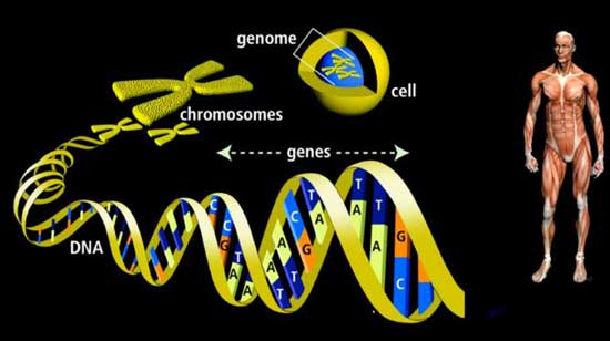 hệ gen tế bào nhân thực