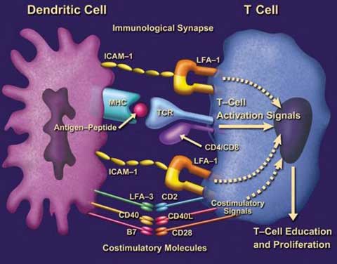 Tế bào lympho T