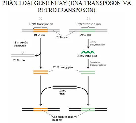 phân loại gen nhảy DNA-transposon và DNA retrotransposon