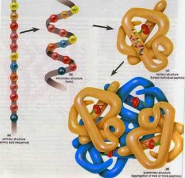 phân tử protein có chức năng sinh học