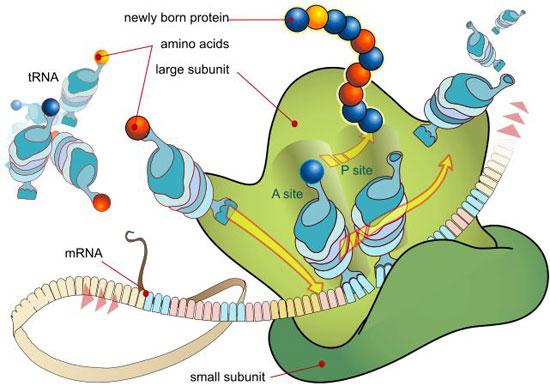 quá trình sinh tổng hợp protein