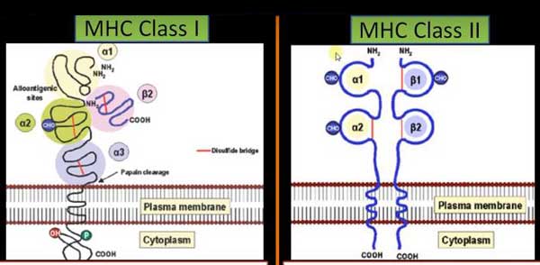 sự khác nhau giữa MHC lớp I và MHC lớp II