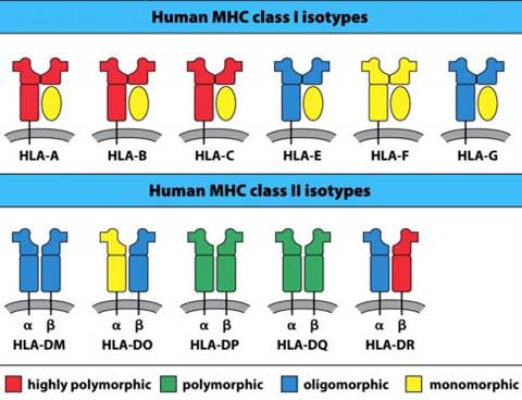 tính đa hình của gen MHC