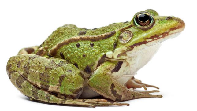 ếch Rana esculenta