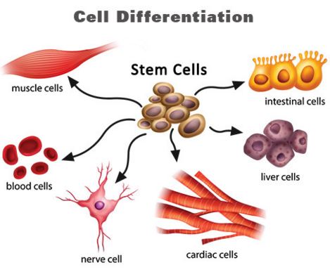 sự biệt hóa tế bào